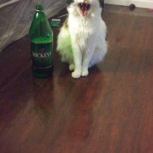 Meet your Posher, Alex